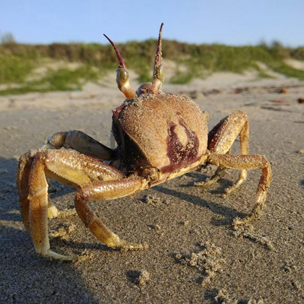 🦋 Wildlife Spotting